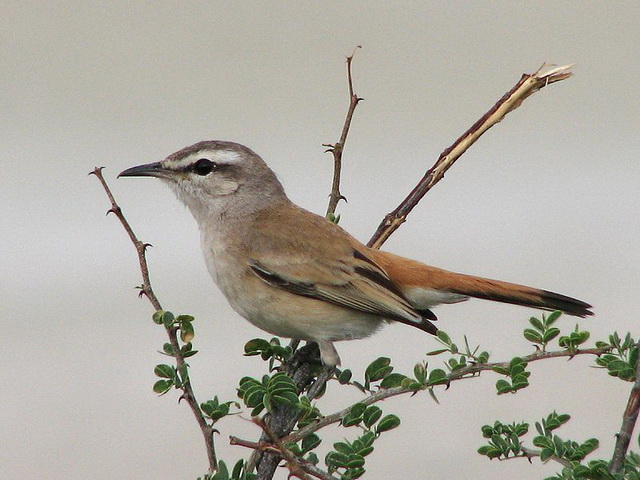 Kalahari Bush Robin Etosha - Found in Namibia