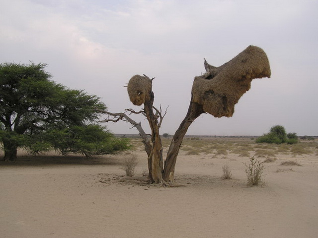 Kalahari-Desert-Vegetation-Namibia