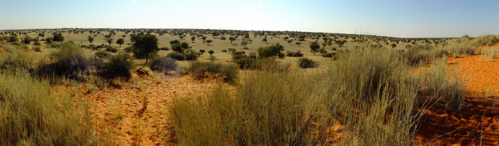 Kalahari Desert Vegetation