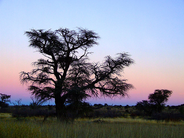 kalahari desert sunset