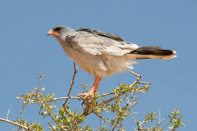 Melierax canorus, Kalahari Desert, South Africa