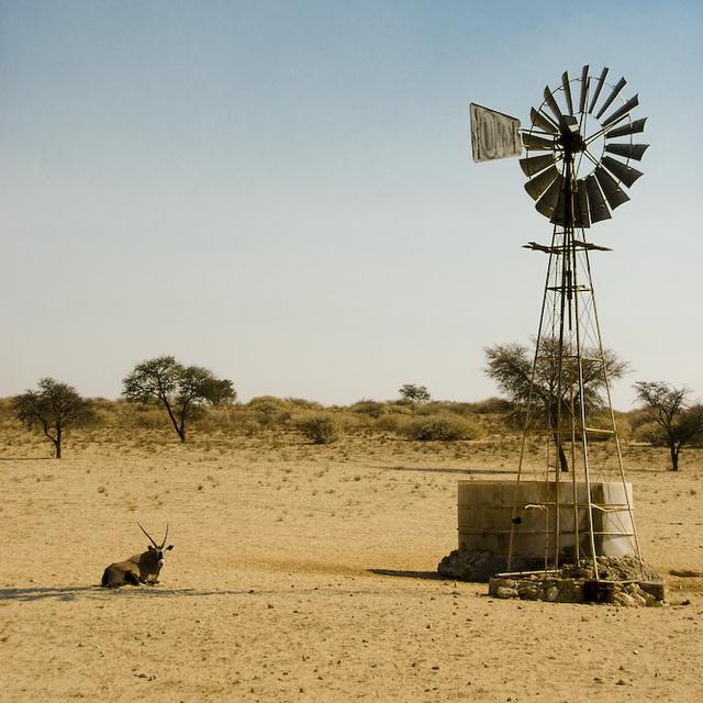 Oryx Gazella, Kalahari