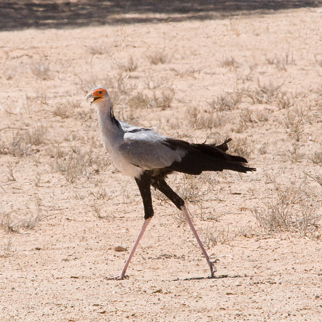 Secretary Bird (Sagittarius serpentarius) Kalahari, South-Africa