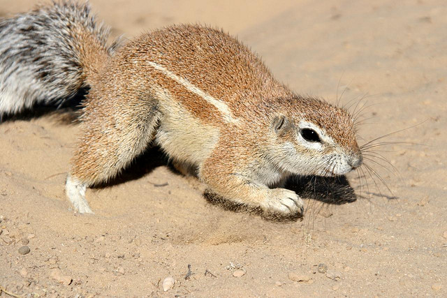 Waaierstert Meerkat