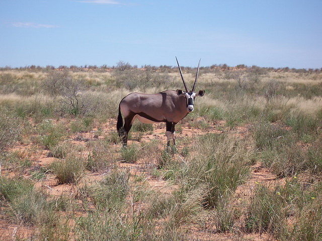 Gemsbock Kalahari-National-Park South-Africa