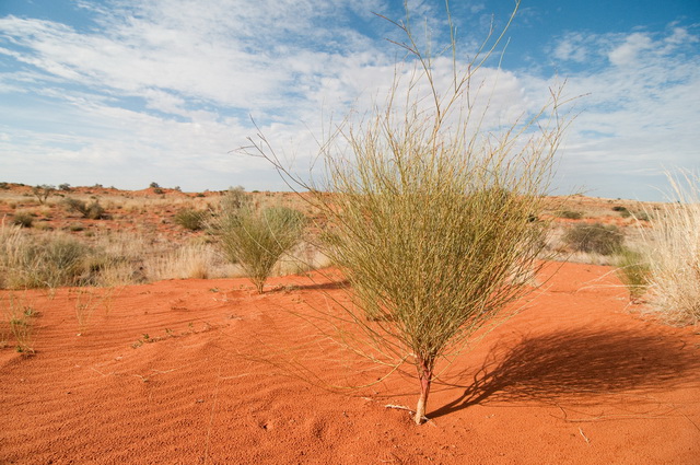 Kalahari Desert, Kgalagadi