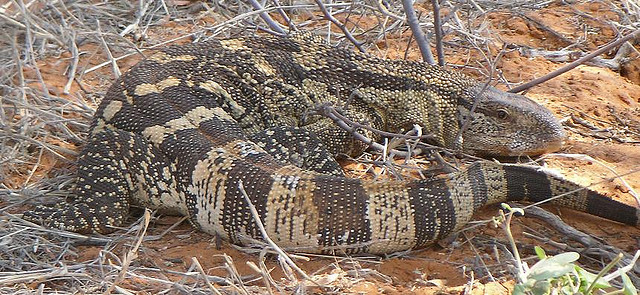 Large Lizard - found in Kalahari Botswana with SA border